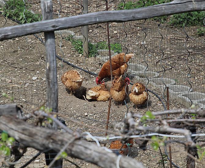 Le nostre galline