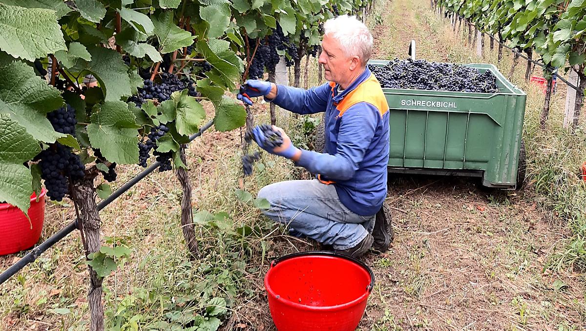 Arnold durante la vendemmia del Pinot Nero