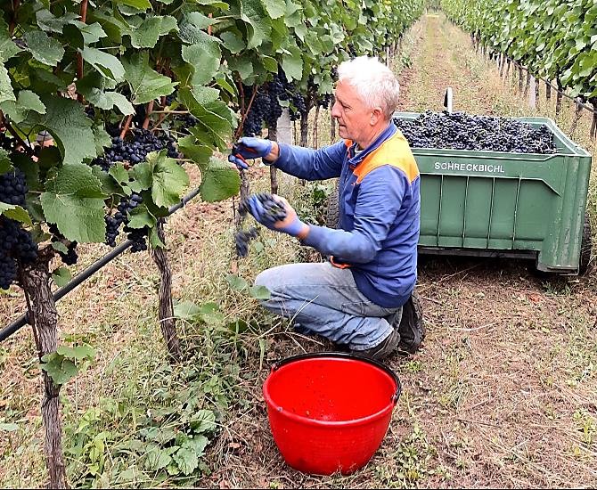 Arnold durante la vendemmia del Pinot Nero