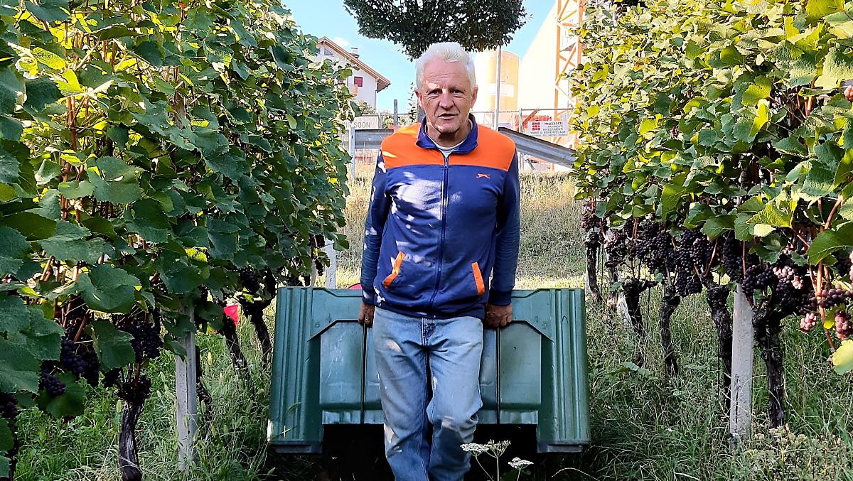 Arnold durante la vendemmia