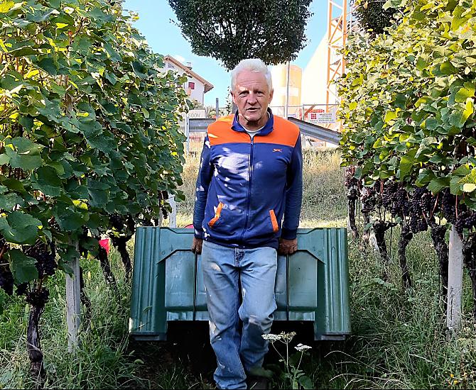 Arnold durante la vendemmia