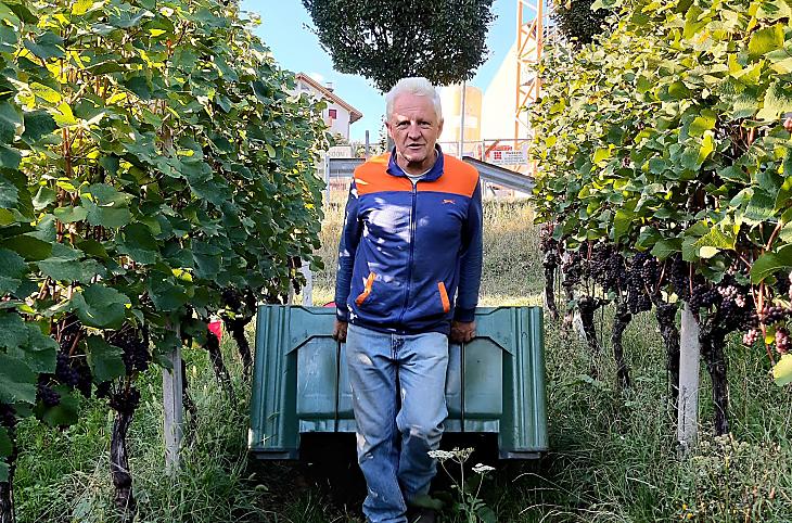 Arnold durante la vendemmia