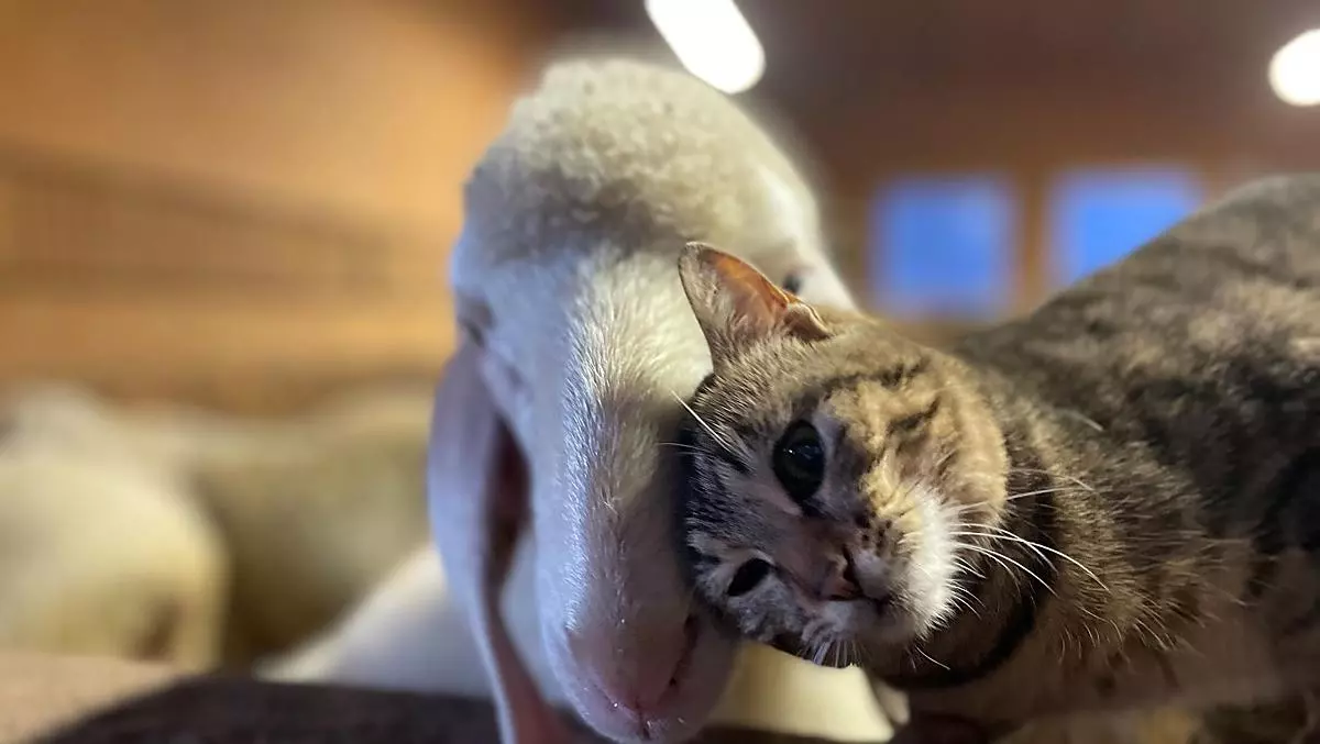 I nostri animali sono tutti molto docili e abituati alla presenza delle persone.