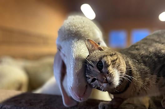 I nostri animali sono tutti molto docili e abituati alla presenza delle persone.