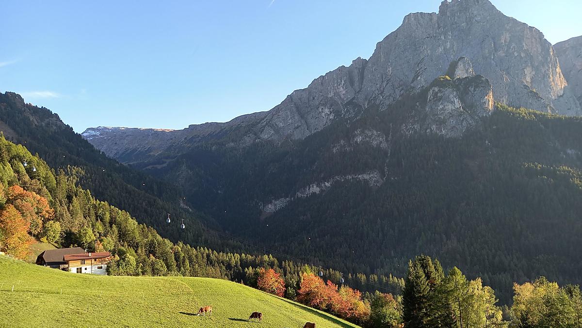 Le nostre mucche si godono gli ultimi giorni d'autunno al pascolo.