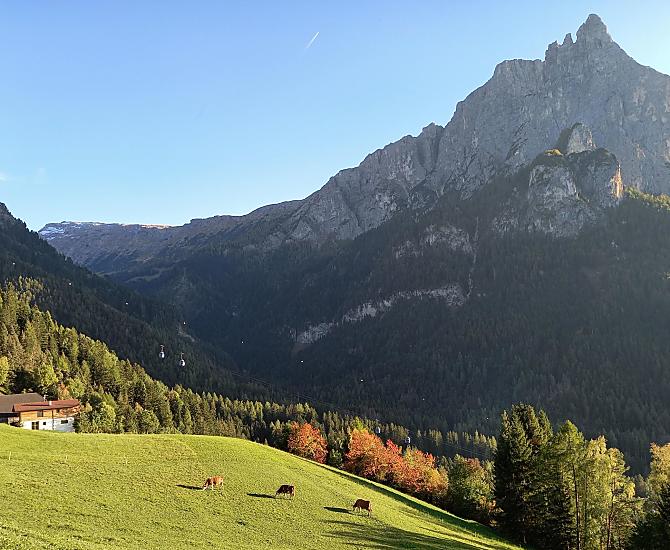 Le nostre mucche si godono gli ultimi giorni d'autunno al pascolo.