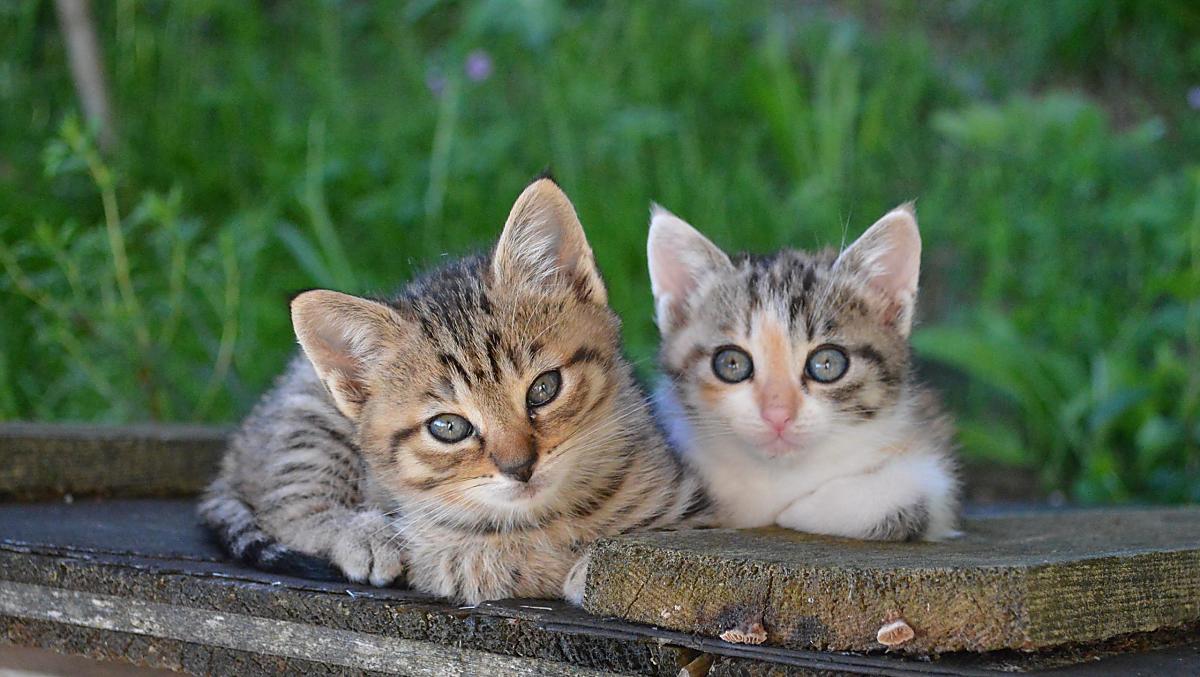  In primavera arrivano di nuovo i cuccioli dei nostri gatti