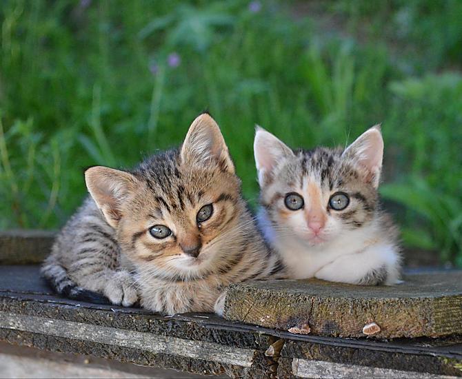  In primavera arrivano di nuovo i cuccioli dei nostri gatti