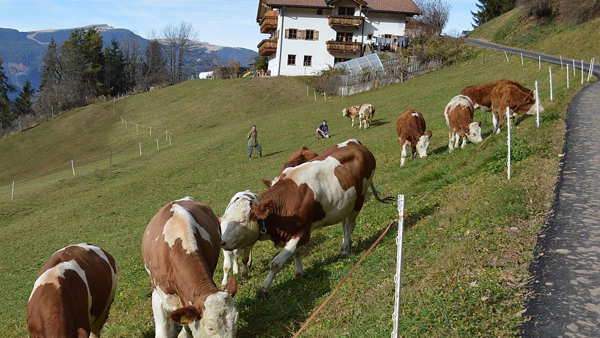 L’ultimo prato viene pascolato in autunno.