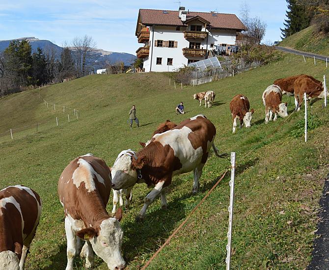L’ultimo prato viene pascolato in autunno.
