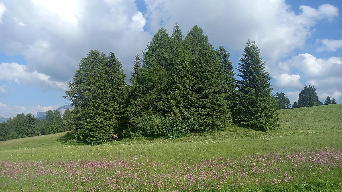 Una parte del prato d’alpeggio viene ancora falciata a mano con la falce
