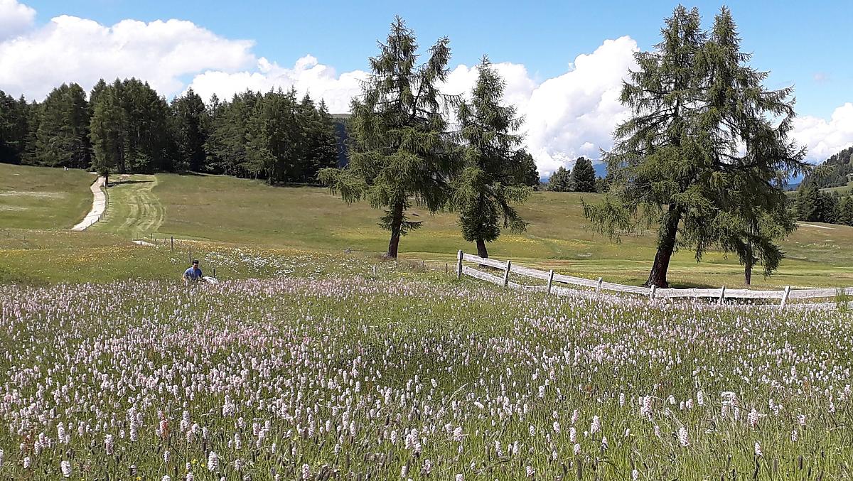 Comincia la fienagione in quota: sul nostro maso l’erba si taglia ancora con la falciatrice, come una volta.
