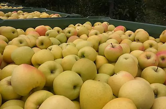 Raccolta delle mele “Golden Delicious”