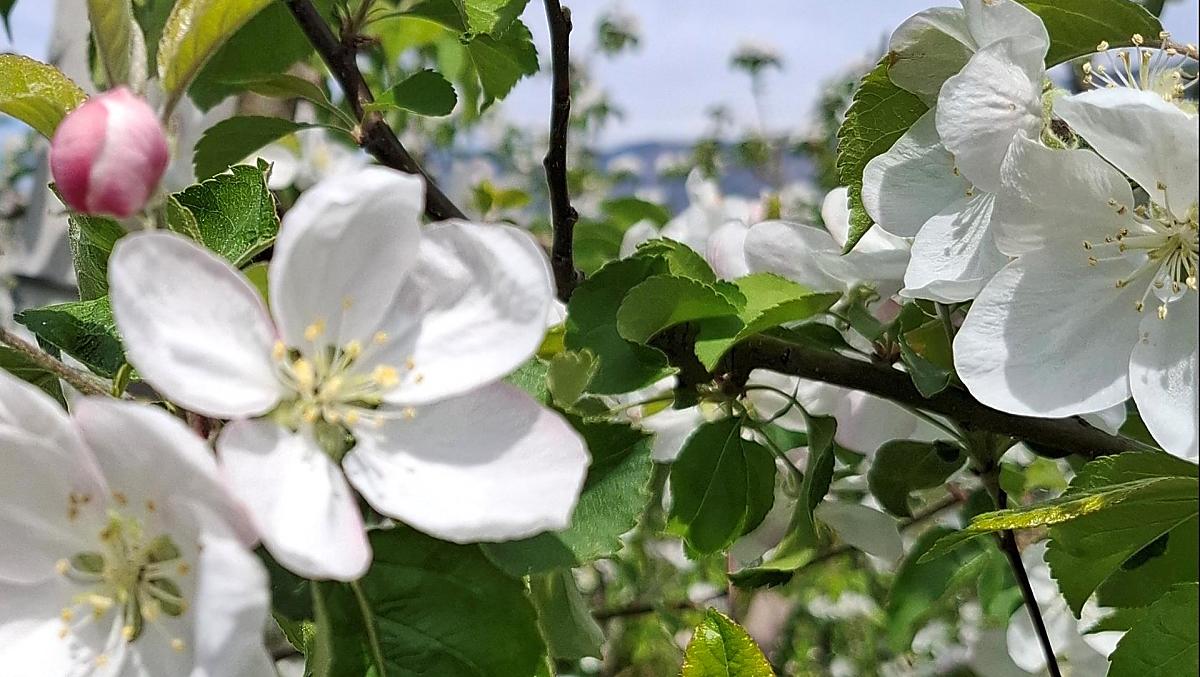 La fioritura dei meli è uno spettacolo affascinante – l’inizio della primavera in tutto il suo splendore