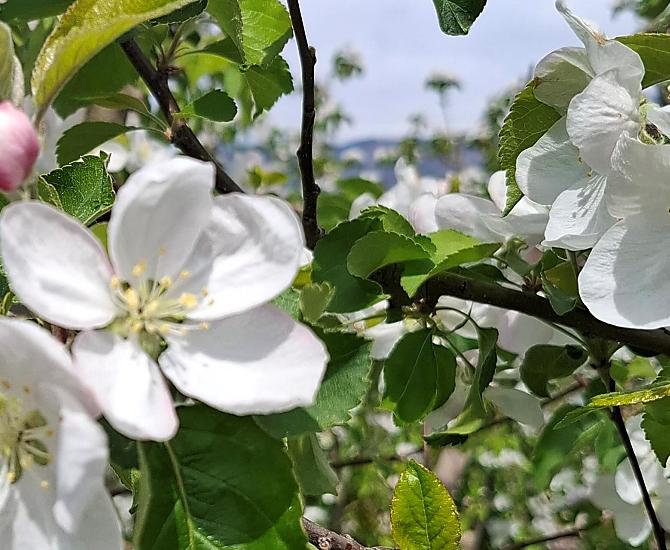 La fioritura dei meli è uno spettacolo affascinante – l’inizio della primavera in tutto il suo splendore
