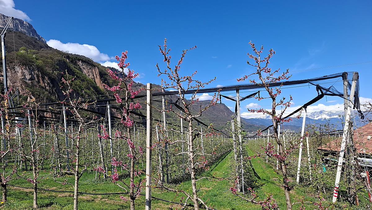 I nostri alberi di albicocche, pesche, pere e prugne stanno iniziando a fiorire