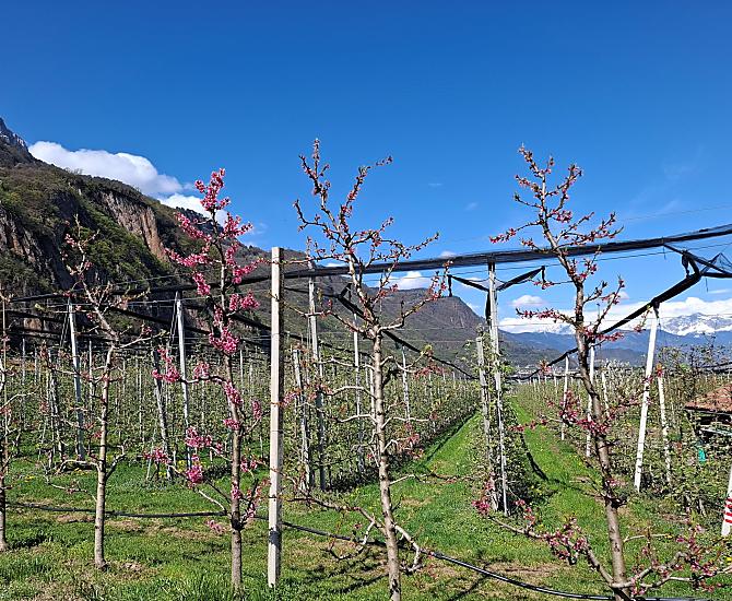 I nostri alberi di albicocche, pesche, pere e prugne stanno iniziando a fiorire