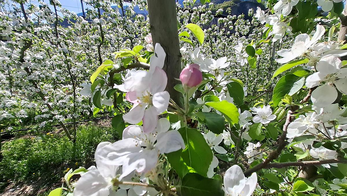 I nostri meleti sono in piena fioritura