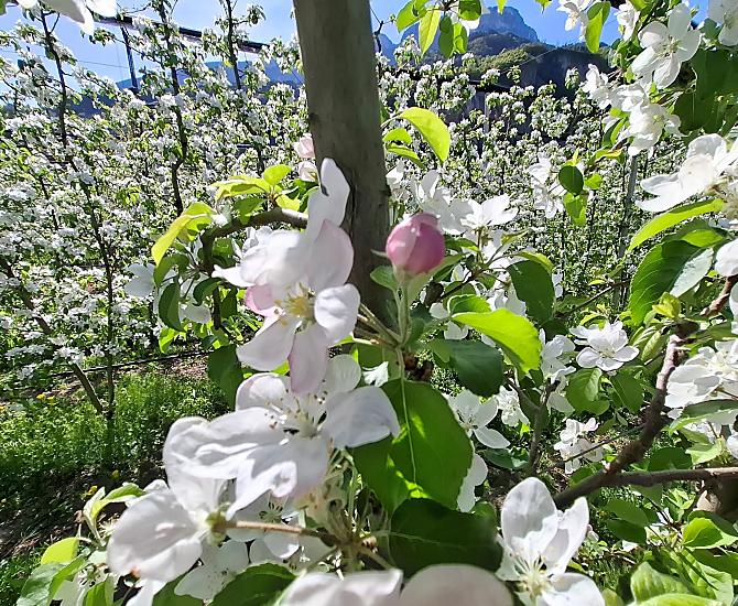 I nostri meleti sono in piena fioritura