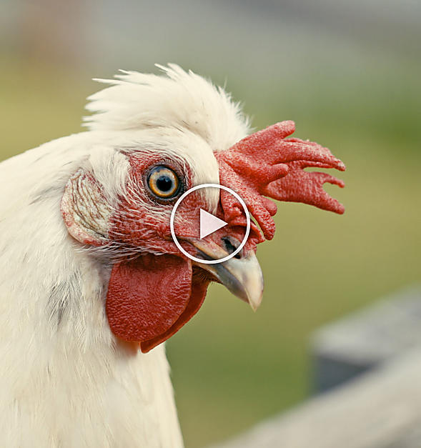 Galline e uova nei masi dell’Alto Adige
