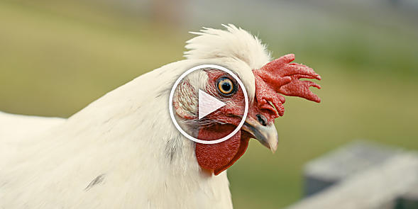 Galline e uova nei masi dell’Alto Adige