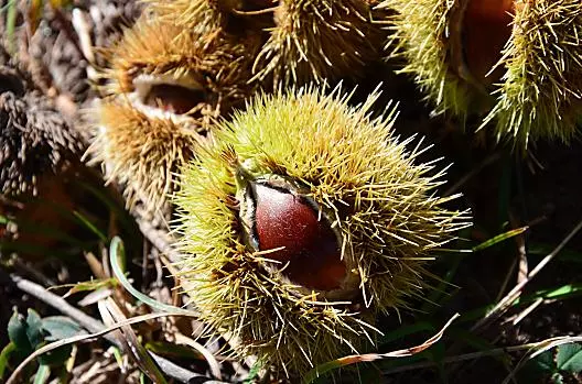 Raccolta delle castagne