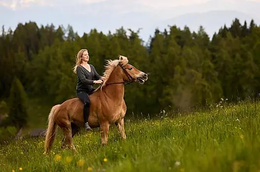 Lanzenschuster - Liste Photo