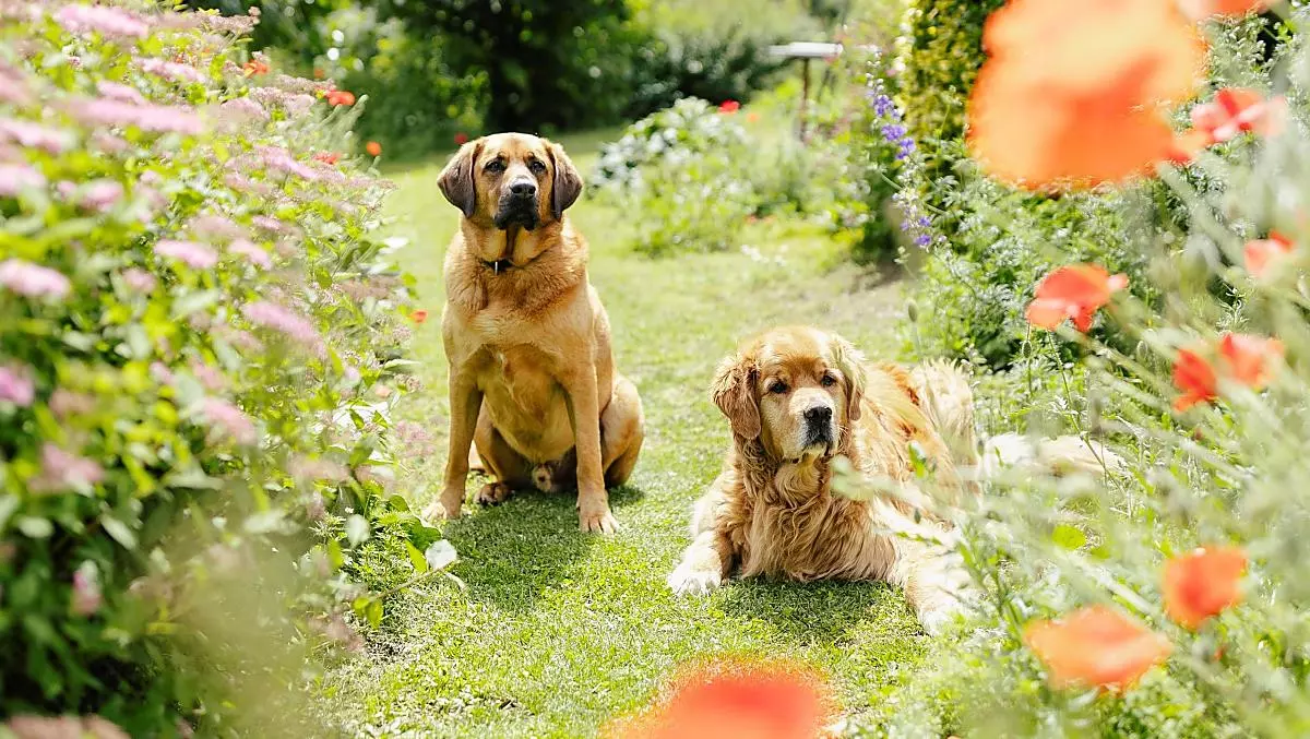 I fedeli amici del maso, Sammy e Simba