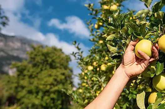 Il nostro è un maso frutticolo. Saremo lieti di mostrarvi i vari lavori che facciamo e di farvi conoscere la nostra vita quotidiana.
