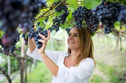 Vendemmia