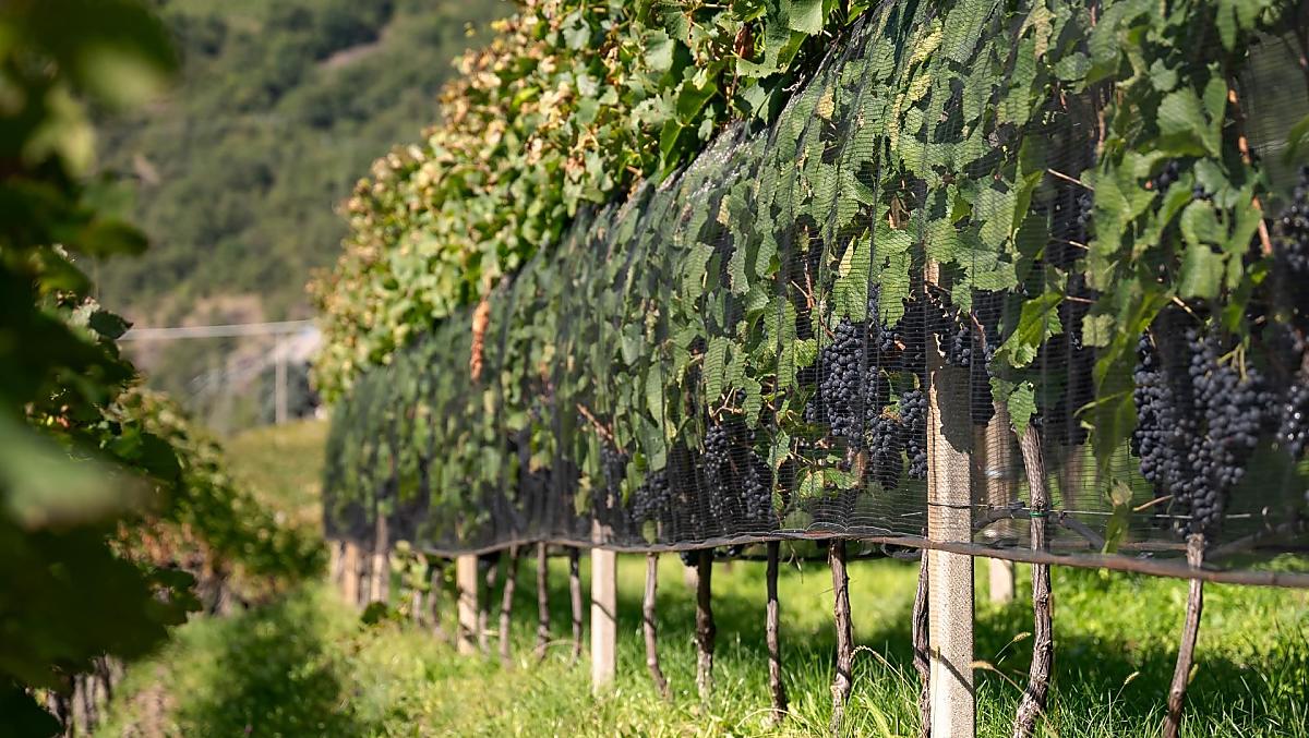 Pinot Nero