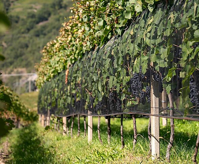 Pinot Nero