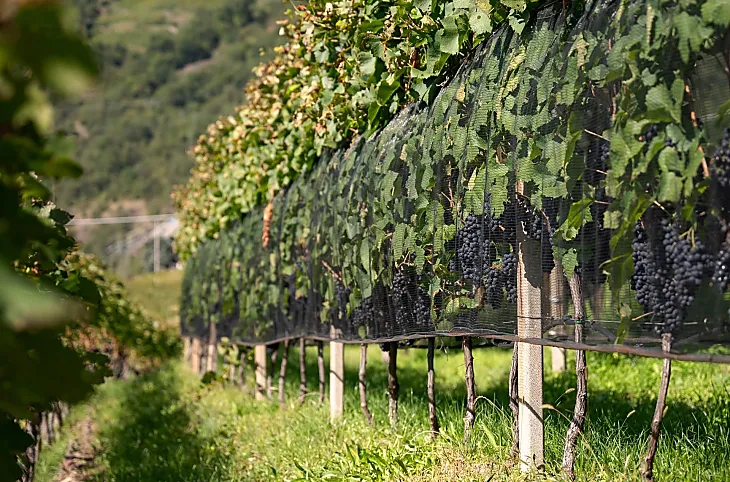 Pinot Nero