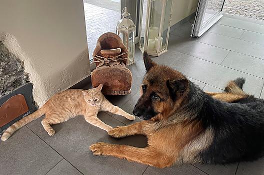 Charlie e Prinz – due splendidi animali domestici che rendono le giornate più piacevoli.
