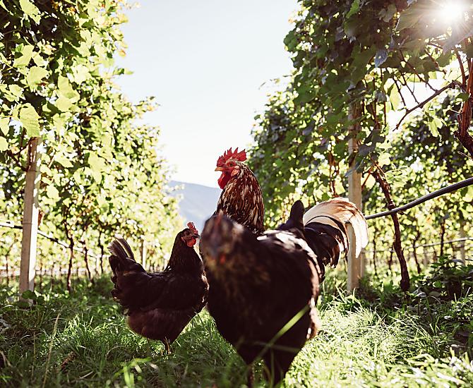 Weinhof Von Payr - Bildergalerie Photo