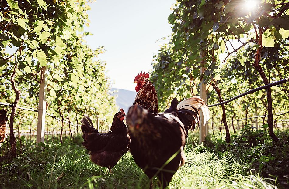 Weinhof Von Payr - Bildergalerie Photo