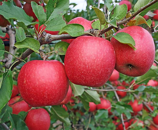 In autunno è tempo di raccolta delle mele.