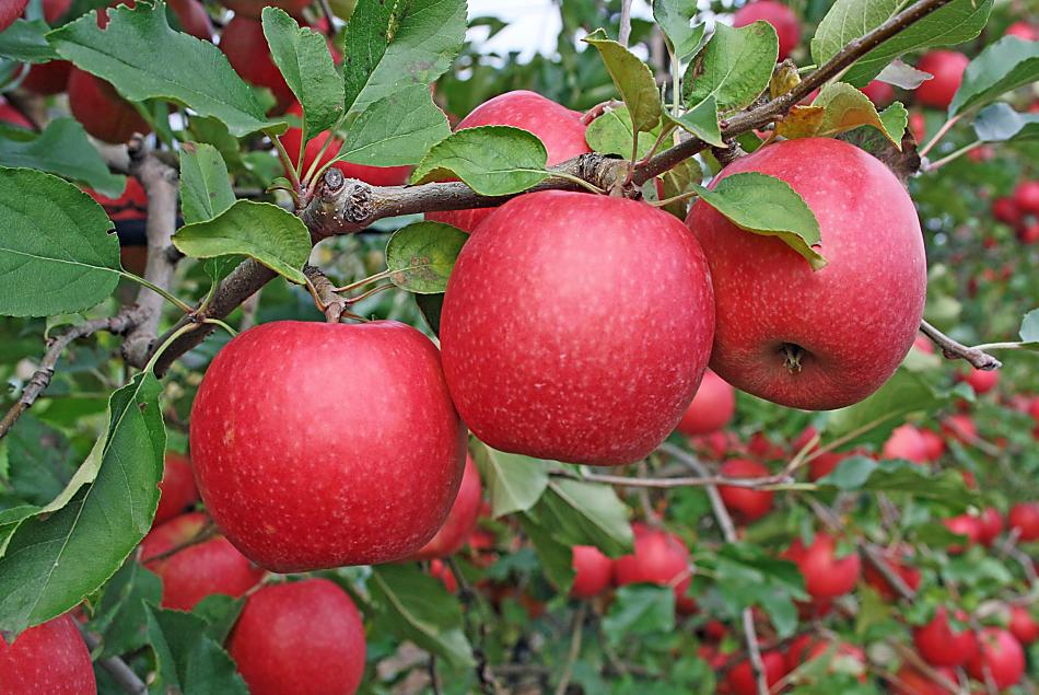 In autunno è tempo di raccolta delle mele.