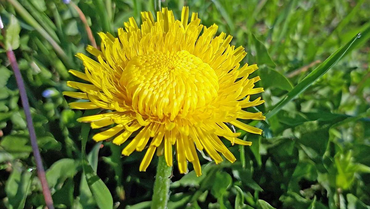 Insalata di tarassaco con uova sode e Speck rosolato, una specialità della primavera.