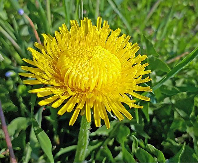 Insalata di tarassaco con uova sode e Speck rosolato, una specialità della primavera.