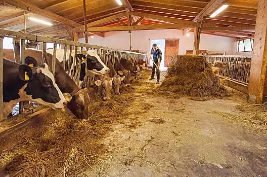 Lavori di stalla con il contadino Reinhard