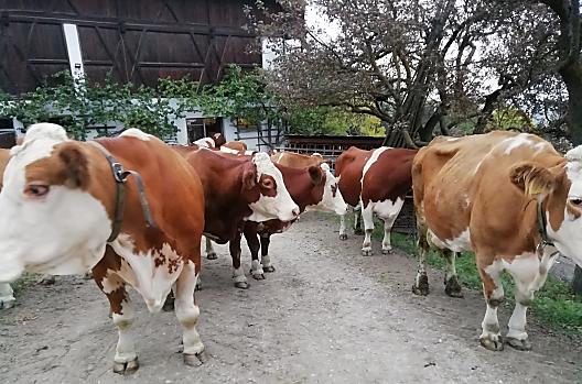 Le nostre mucche al pascolo nel prato. 