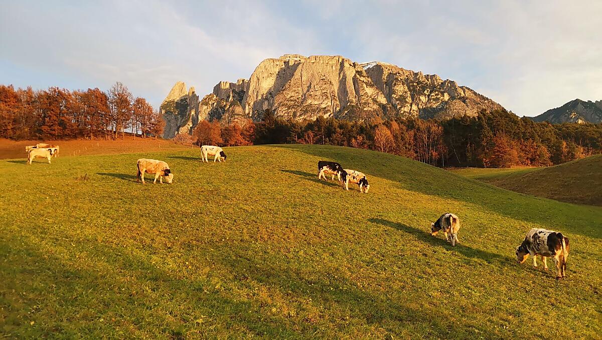 Gfliererhof - Bildergalerie Photo