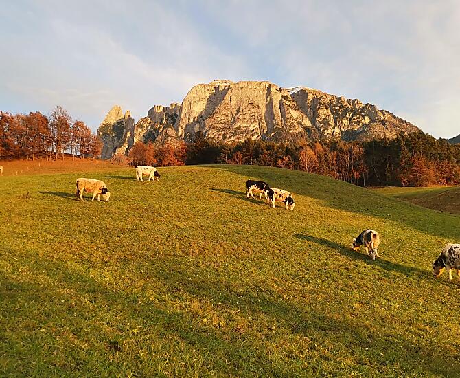 Gfliererhof - Bildergalerie Photo