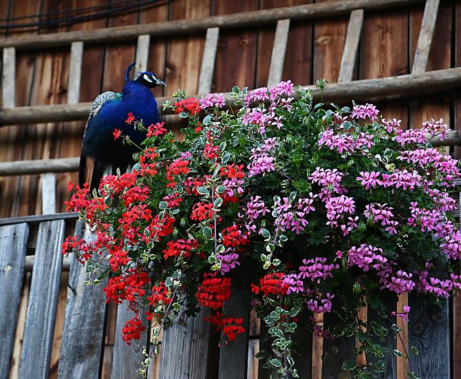 Gfliererhof - Bildergalerie Photo