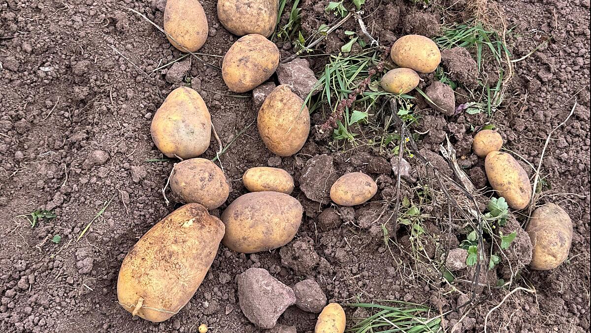 Patate fresche