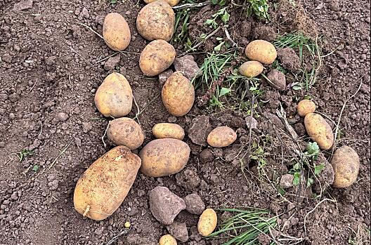 Patate fresche