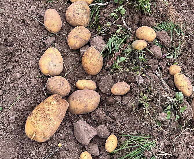 Patate fresche