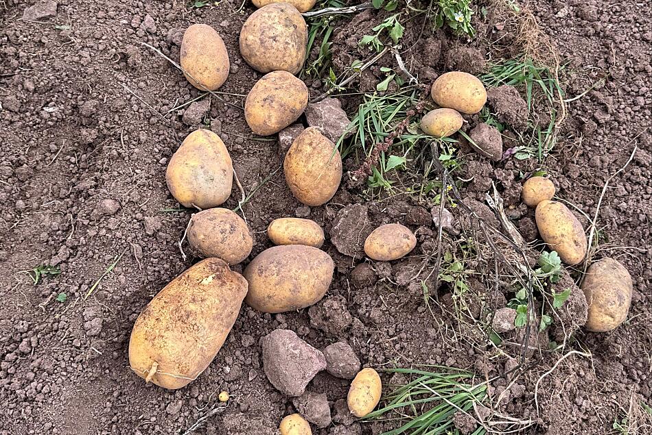 Patate fresche