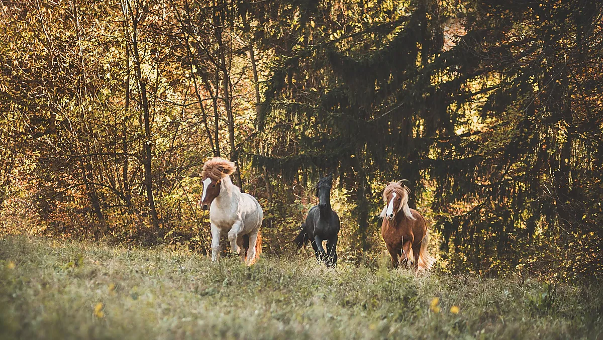 Wieserhof - Bildergalerie Photo